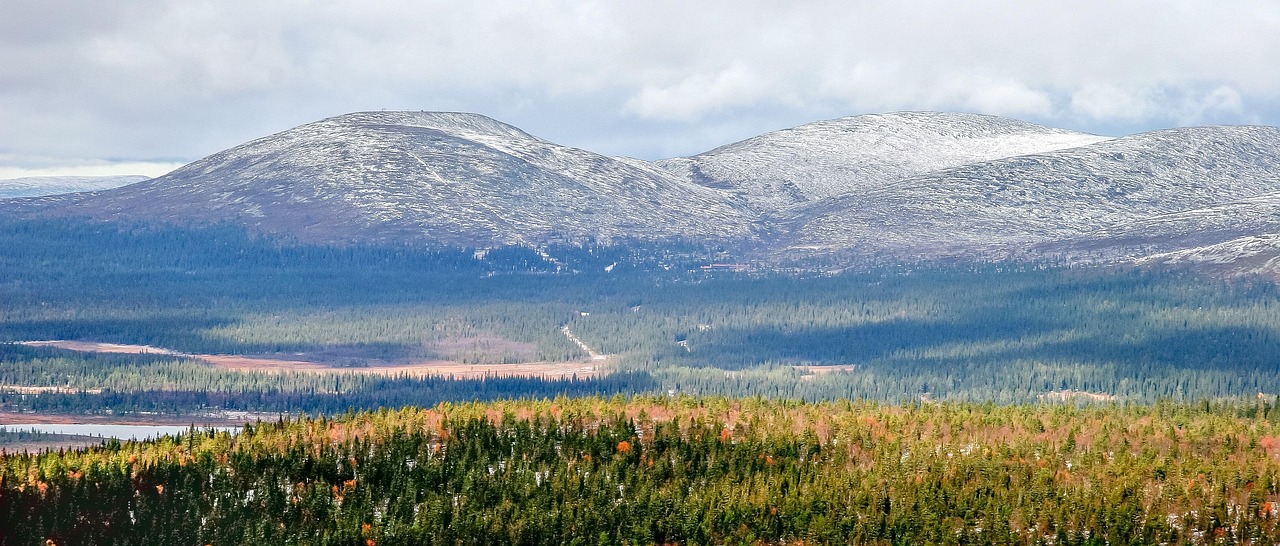 임플란트뼈이식