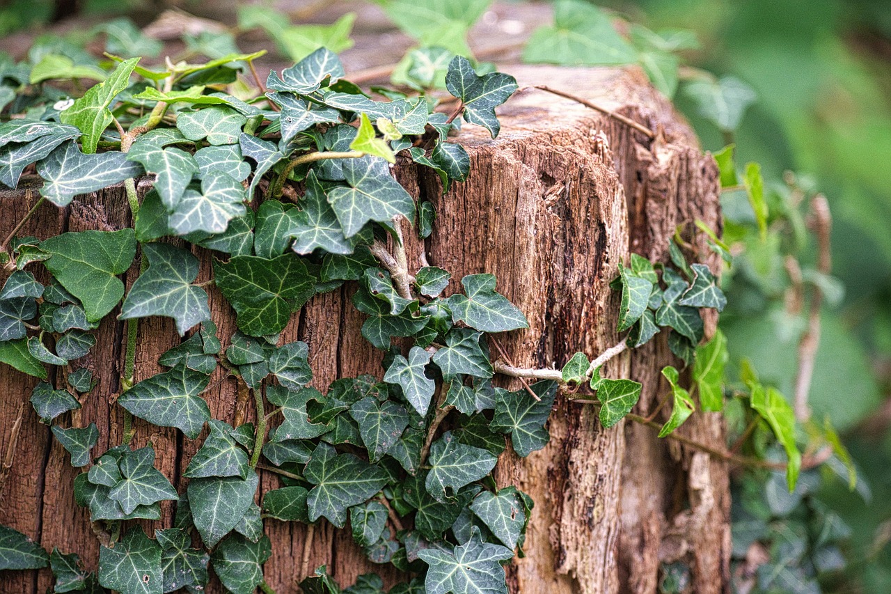 알뜰폰 순위 가격